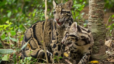 Growing Up Clouded Leopard