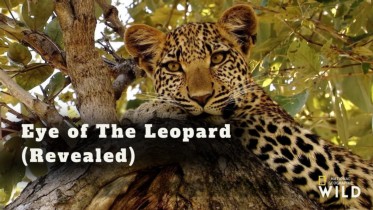 I leopardens öga (avslöjat)