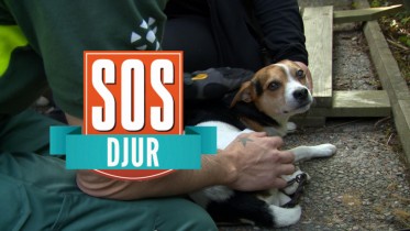SOS djur