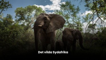 Det vilda Sydafrika