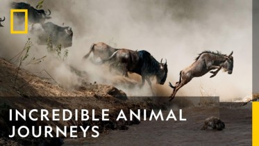 Incredible Animal Journeys