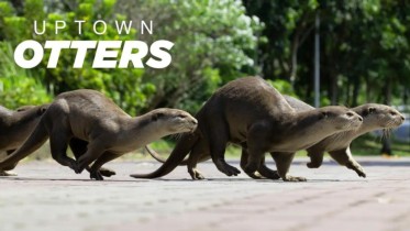 Uttern på upptäcktsresa